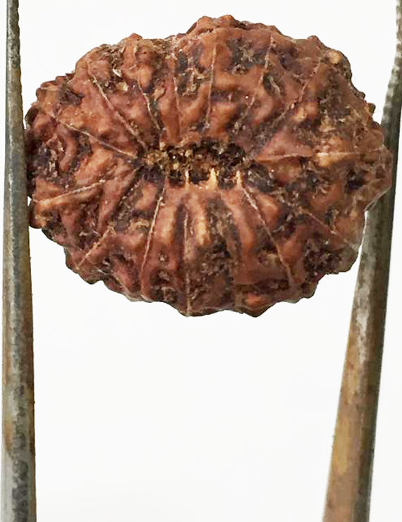 15 Mukhi Indonesian Rudraksha Size- 17.50 mm